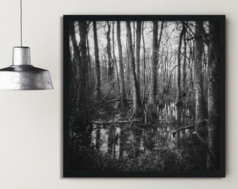 Louisiana Cypress Swamp Photography, Holga Film Photo