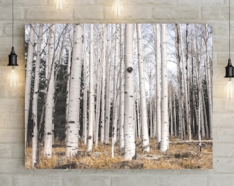 Birch Forest Photo Print, Fine Art Nature Photography, Autumn Trees, Modern Nature Print, Aspen, Large Landscape, Flagstaff Arizona