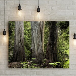Pacific Northwest Cedar Photography Forest Picture Evergreen Trees Lush Forest Trees Office Decor Northwest Home Decor Oregon Art