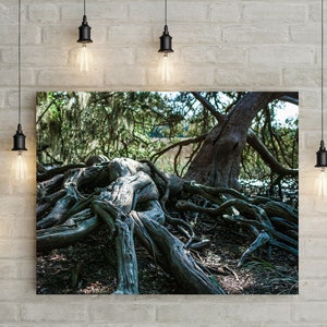 Impresión fotográfica de raíces de árboles retorcidas, fotografía de árboles, naturaleza, costa de Savannah, Georgia, impresión forestal
