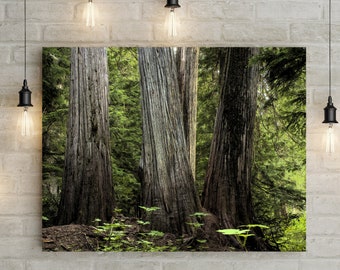 Pacific Northwest Cedar Photography Forest Picture Evergreen Trees Lush Forest Trees Office Decor Northwest Home Decor Oregon Art