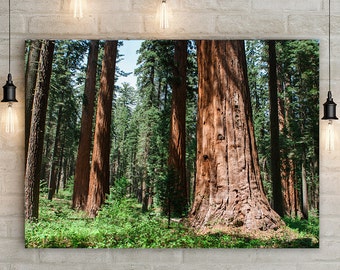 Redwood Forest California Photography. Sequoia Trees Nature Decor, Giant Trees Wall Art, Sierra Nevada Mountains, Northern California Art