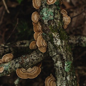 Turkey Tail Mushroom Forest Photography Smoky Mountains Nature Prints, Fungus, Woodland Decor North Carolina Print Nature Bedroom Decor image 2