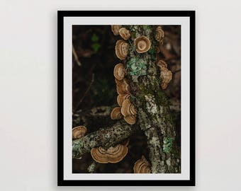 Könnte beinhalten: Nahaufnahme eines Baumstamms, der mit einer Ansammlung brauner Pilze bedeckt ist. Die Pilze wachsen in einem kreisförmigen Muster, wobei sich einige überlappen. Die Rinde des Baumes ist rau und strukturiert, und es wächst etwas grünes Moos darauf.