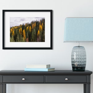 Autumn Tamarack Forest, Nature Photography, Western Larch, Forest Scenery, Pacific Northwest Art Print, Old Growth, Washington Mountains image 4