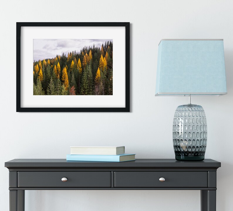 Autumn Tamarack Forest, Nature Photography, Western Larch, Forest Scenery, Pacific Northwest Art Print, Old Growth, Washington Mountains image 4