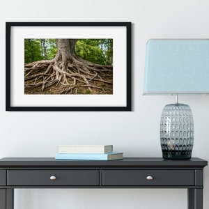 Roots of Life Woodland Nature Photography, Fine Art Print, Tree Roots Print, Colorful Nature Photography, Rustic Decor, Illinois image 3