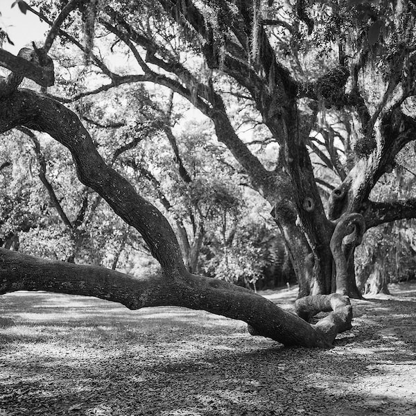 Louisiana Photography, Live Oak Photo Print, Tree Photography, Jungle Gardens, Sprawling Branches, Nature Decor, Avery Island