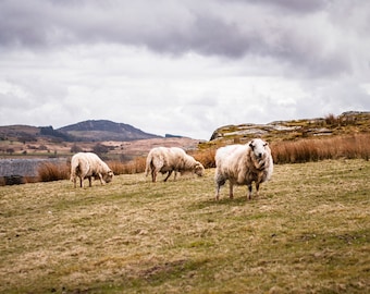 Welsh Sheep Print, Snowdonia Farmhouse Wall Art