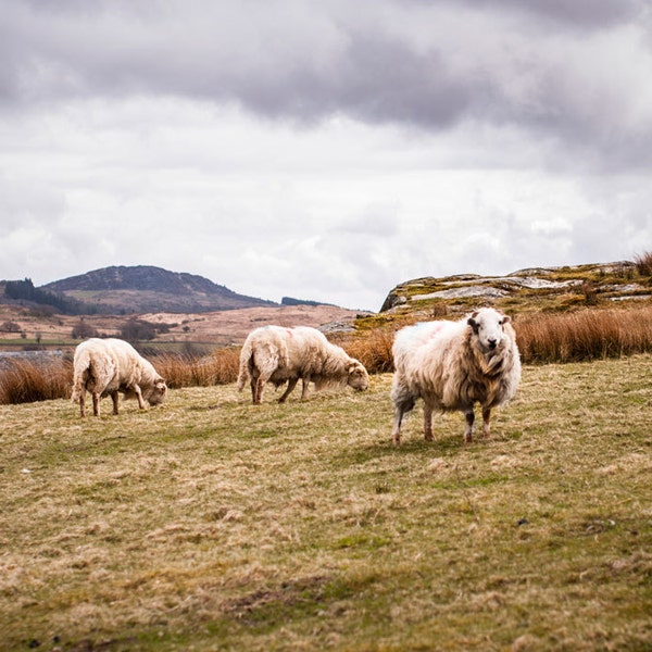 Welsh Sheep, Farmhouse Wall Art, Country Home Decor, Rustic Nursery Photo, Animal Decor, Wales Nature Photography, Grazing Herd