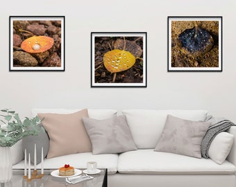 Droplets on Aspen Leaves Nature Photography Set, Colorful Autumn Colors in Colorado