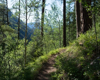 Scenic Nature Print, Pacific Northwest Hiking Trail, Eastern Washington, Spokane, Mountain Climbing Pine Forest Art, Wilderness Decor