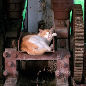 Rustic Barn Cat Wall Art Print, Farm Photography, Louisiana, Napping, Country Decor, Animal Photography, Orange Tabby Cat Print, Rusty image 2