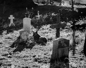 Könnte beinhalten: Schwarz-Weiß-Bild eines Friedhofs mit mehreren verwitterten Grabsteinen und Kreuzen. Ein Hund liegt in der Nähe eines Grabsteins im Gras. Die Szene wird von Sonnenlicht beleuchtet.