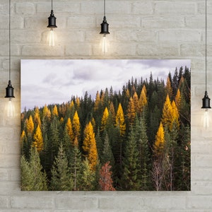 Autumn Tamarack Forest, Nature Photography, Western Larch, Forest Scenery, Pacific Northwest Art Print, Old Growth, Washington Mountains image 1