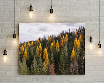 Autumn Tamarack Forest, Nature Photography, Western Larch, Forest Scenery, Pacific Northwest Art Print, Old Growth, Washington Mountains