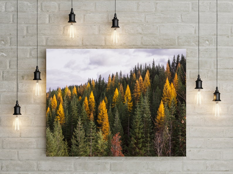Autumn Tamarack Forest, Nature Photography, Western Larch, Forest Scenery, Pacific Northwest Art Print, Old Growth, Washington Mountains image 1