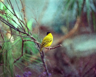 Yellow Finch Photo, Dreamy Modern Fine Art Print, Nature Bird Photography, Wild Birds Garden, Mothers Day Gift, Canary Decor, Goldfinch