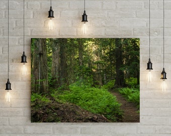 Trail of Ferns and Cedars Nature Photography, Cedar Forest, Lush Woodland, Pacific Northwest Washington Wall Art, Dark Woodland Decor