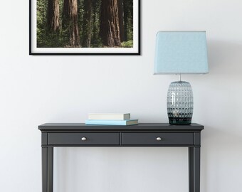 Sequoia Forest Photo Print, California Redwood Tree, Nature Photography