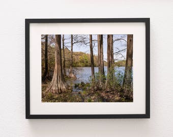 Cypress Tree Photography Print, Mississippi Bayou Swamp, Lake Art