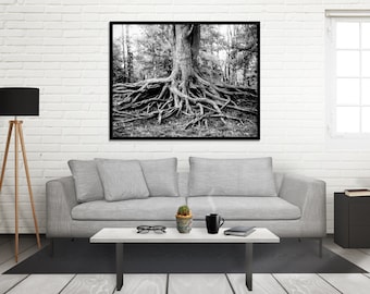 Woodland Tree Roots Photography – Southern Illinois Fine Art Print