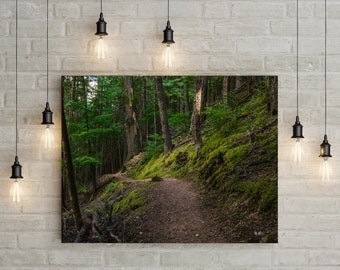 Może przedstawiać: Winding dirt path through a lush green forest. The path is lined with moss-covered trees and ferns. Sunlight filters through the trees, creating a dappled effect on the ground.
