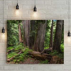 Mysterious Cedar Forest Photo Print, Nature Photography, Evergreen Trees, Lush Woodland, Home Office Decor, Pacific Northwest Washington