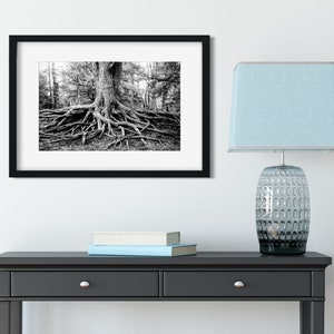 Roots of Life Woodland Nature Photography, Fine Art Print, Tree Roots Print, Colorful Nature Photography, Rustic Decor, Illinois image 5