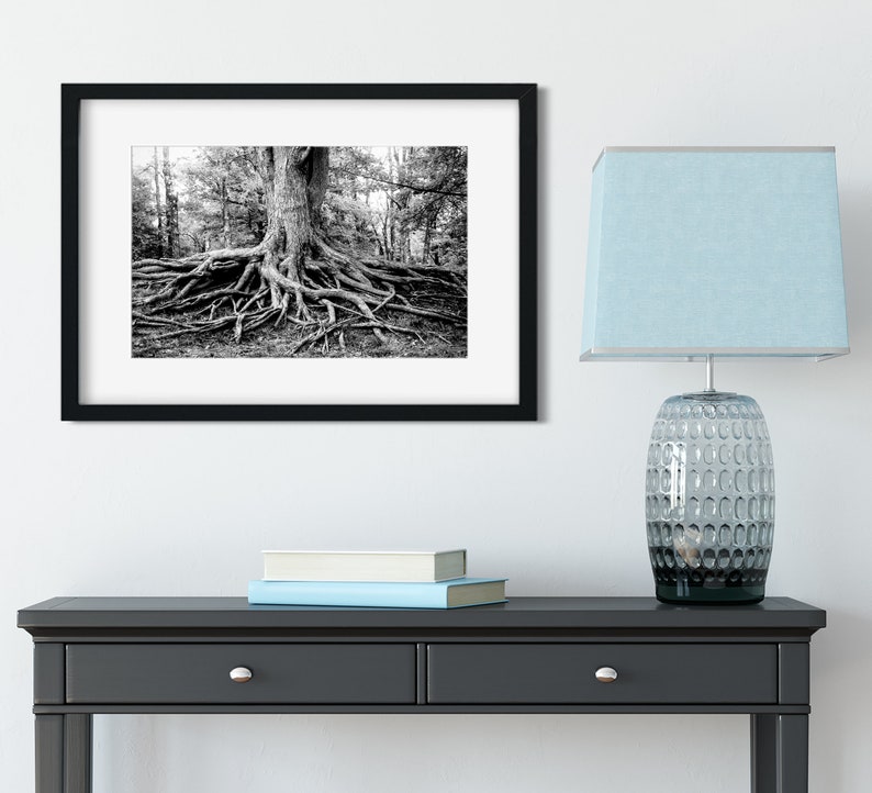 Roots of Life Woodland Nature Photography, Fine Art Print, Tree Roots Print, Colorful Nature Photography, Rustic Decor, Illinois image 5