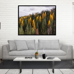 Autumn Tamarack Forest, Nature Photography, Western Larch, Forest Scenery, Pacific Northwest Art Print, Old Growth, Washington Mountains image 3