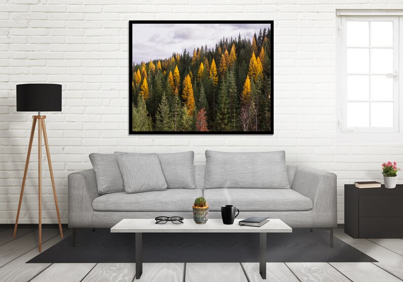 Autumn Tamarack Forest, Nature Photography, Western Larch, Forest Scenery, Pacific Northwest Art Print, Old Growth, Washington Mountains image 3