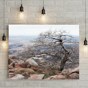 Wichita Mountains Oklahoma, Leaning Tree, Nature Landscape Photography, Mount Scott Oklahoma, Weather Worn, Desert Landscape, Medicine Park