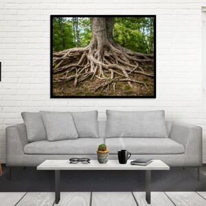 Roots of Life Woodland Nature Photography, Fine Art Print, Tree Roots Print, Colorful Nature Photography, Rustic Decor, Illinois image 4