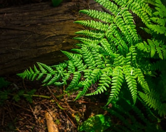 Fern Nature Photography Print, Pacific Northwest Cedar Forest Wall Art