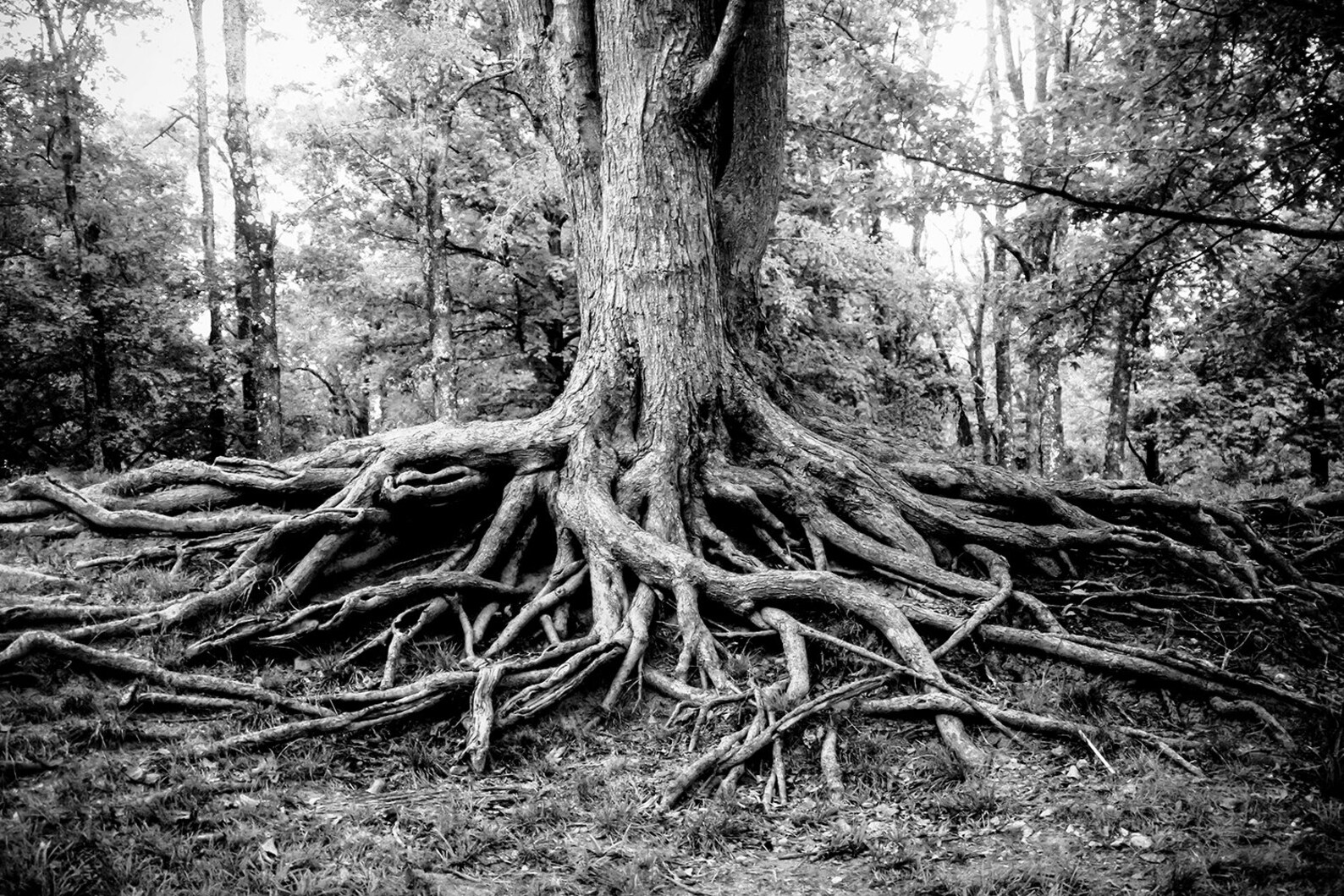 Woodland Tree Roots Black and White Fine Art Print, Gnarled Roots