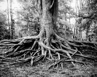 Gnarled Tree Roots Photography Print, Black and White Nature Decor