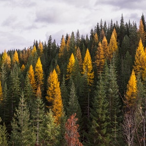 Autumn Tamarack Forest, Nature Photography, Western Larch, Forest Scenery, Pacific Northwest Art Print, Old Growth, Washington Mountains image 2