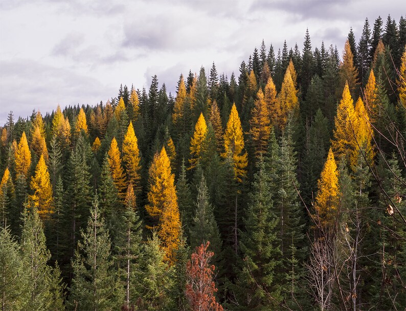 Autumn Tamarack Forest, Nature Photography, Western Larch, Forest Scenery, Pacific Northwest Art Print, Old Growth, Washington Mountains image 2