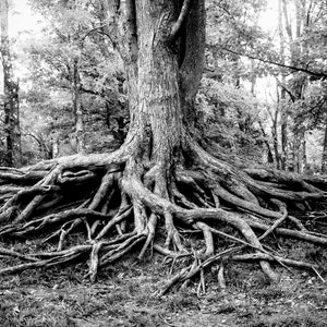 Roots of Life Woodland Nature Photography, Fine Art Print, Tree Roots Print, Colorful Nature Photography, Rustic Decor, Illinois image 8