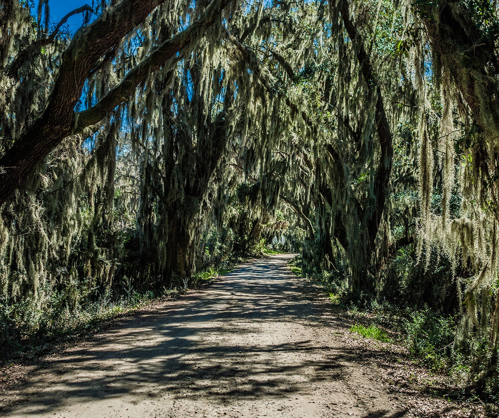 Spanish Moss Road Photography Deep South Swamp Etsy
