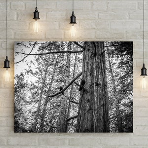 Ravens in Sequoia Tree Photo Print, Black and White Nature Photography, Yosemite National Park, Corvus, Crow, Forest, Bird Photo