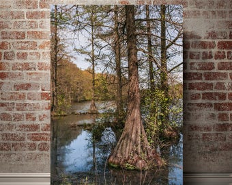 Cypress Tree Wall Art, Bayou Forest Photography, Mississippi Fine Art Print Swamp Life, Nature Photography, Deep South Decor, Lake Life