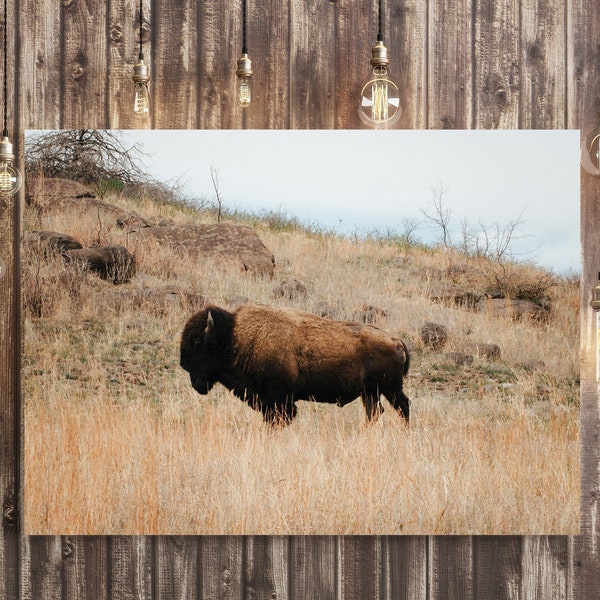 American Bison Wall Art, Wichita Mountains Oklahoma, Buffalo Print, Western Decor, Wildlife Photography, Oklahoma Photography, Great Plains