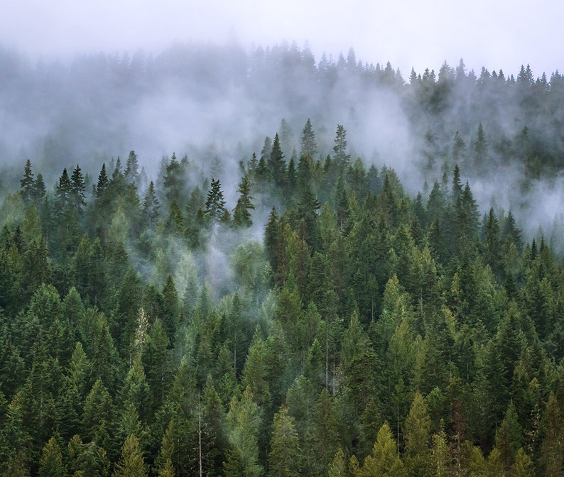 Foggy Mountain Forest Photo Print, Nature Decor, Autumn Wilderness, Wallace Idaho Photography image 2