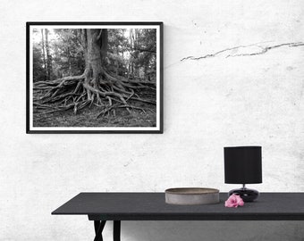 Woodland Tree Roots Photo Print, Black and White Fine Art  Photography, Zen, Balance Decor, Amazing Nature
