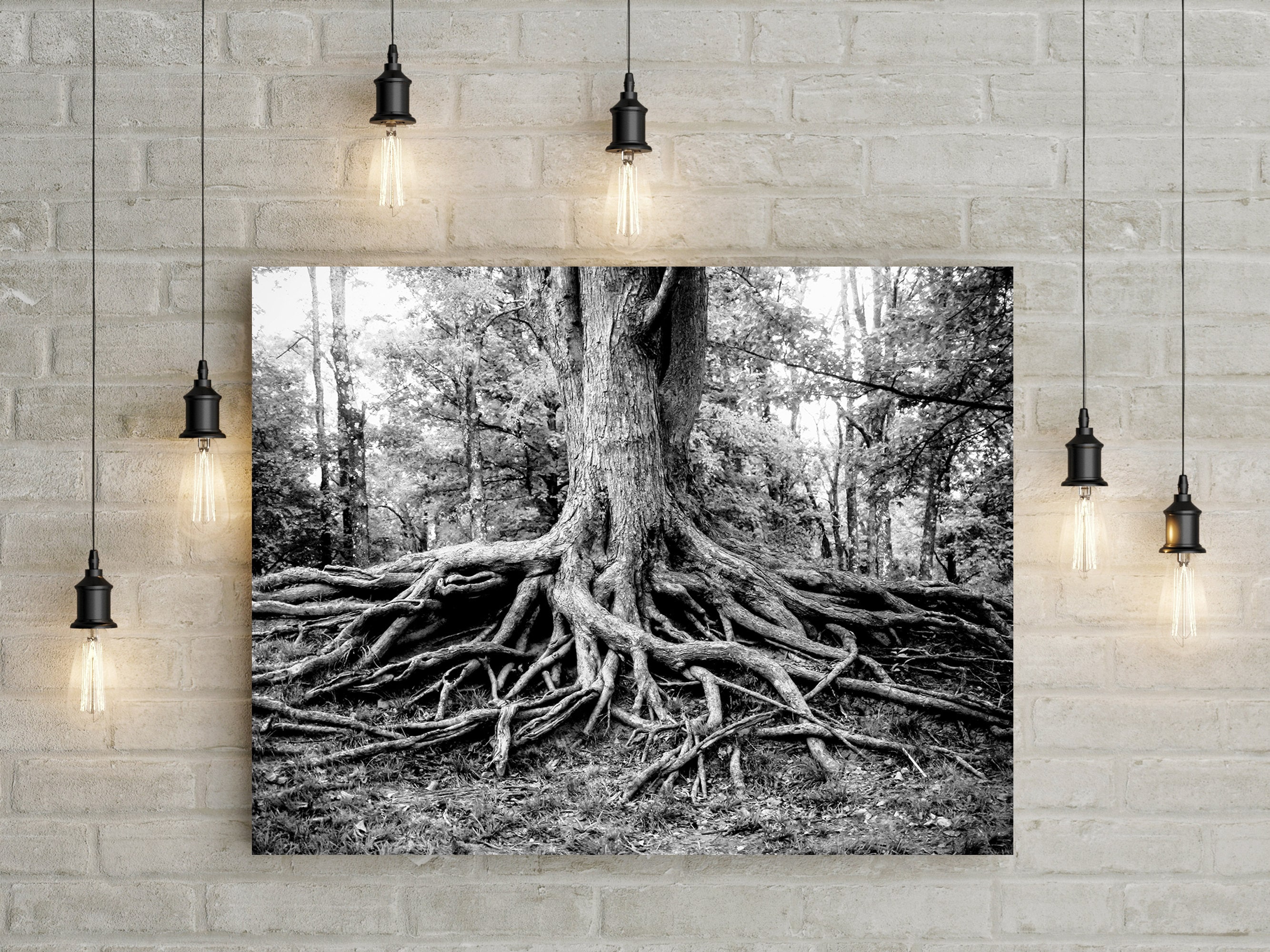 Woodland Tree Roots Photography – Southern Illinois Fine Art Print