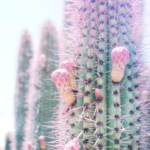 Belleza del desierto: fotografía de cactus rosados, ideas de decoración del hogar modernas, impresiones de bellas artes