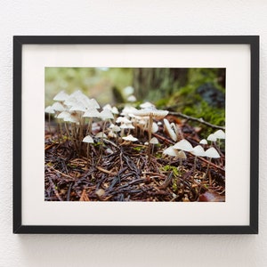 May include: A close-up photo of a cluster of white mushrooms growing on a bed of brown pine needles in a forest.