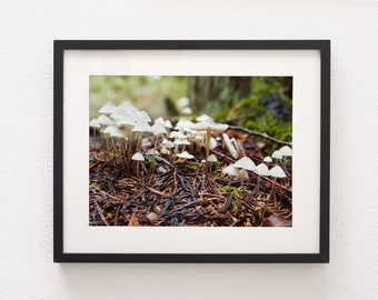 Woodland Mushroom Photography Print, Pacific Northwest Forest, Macro Photo